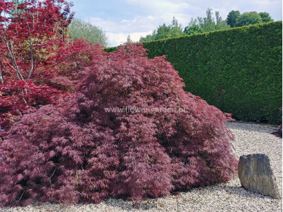 Klon palmowy Garnet XXL 140cm