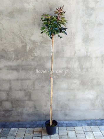 Klon pospolity Purple Globe kulisty szczepiony na pniu 180cm