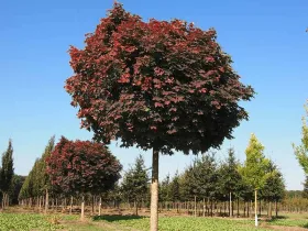 Klon pospolity Purple Globe kulisty na pniu 280-300cm