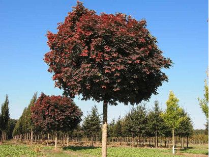 Klon pospolity Purple Globe kulisty szczepiony na pniu 180cm