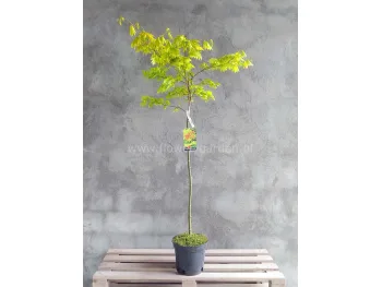 Klon Shirasawy Aureum na pniu 140cm