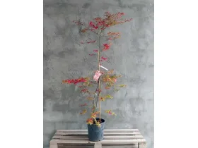 Klon palmowy Shirazz Variegated 150cm