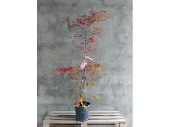 Klon palmowy Shirazz Variegated 150cm