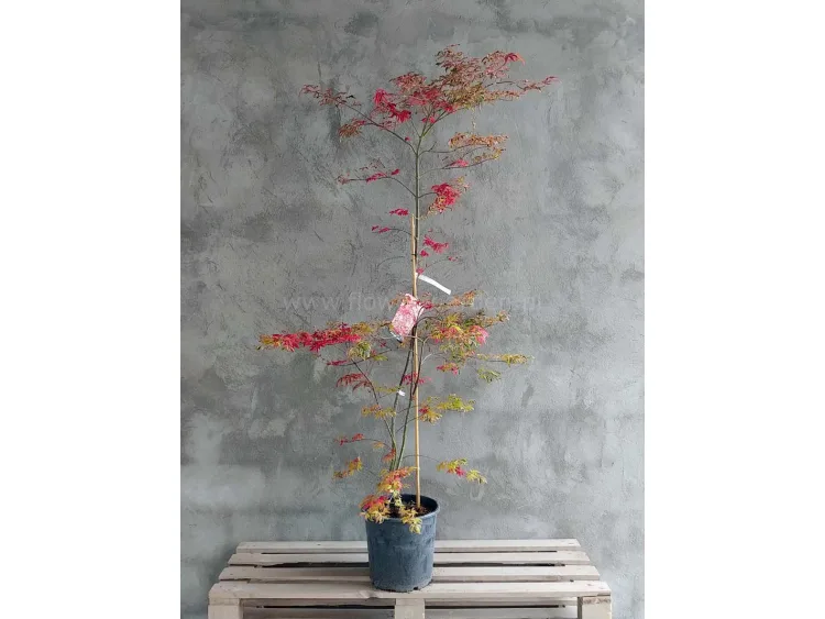 Klon palmowy Shirazz Variegated 150cm