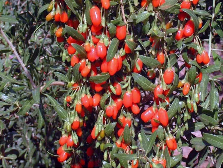Jagoda Goji Big Lifeberry PBR - kolcowój szkarłatny