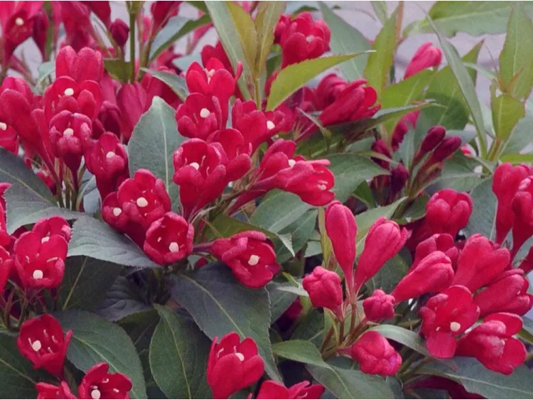 Krzewuszka All Summer Red ®