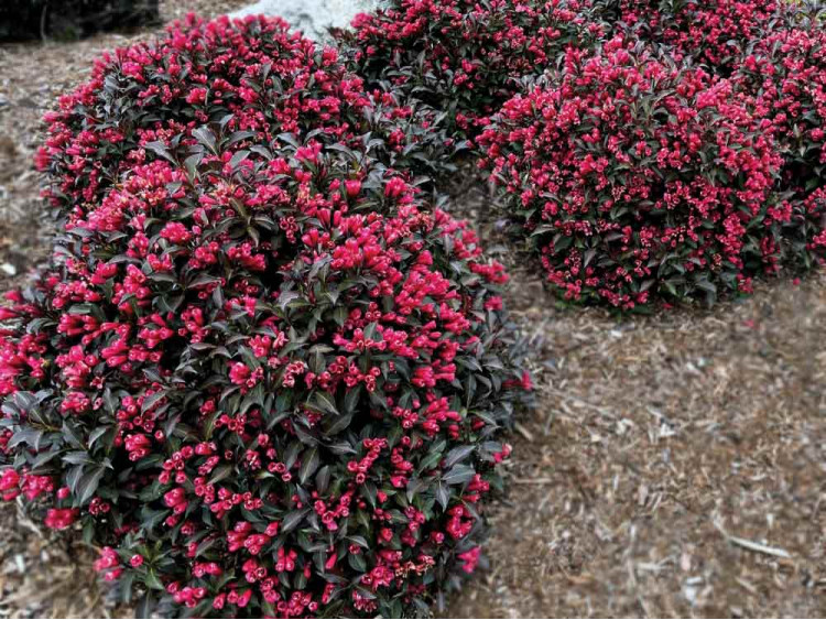 Krzewuszka Electric Love PBR