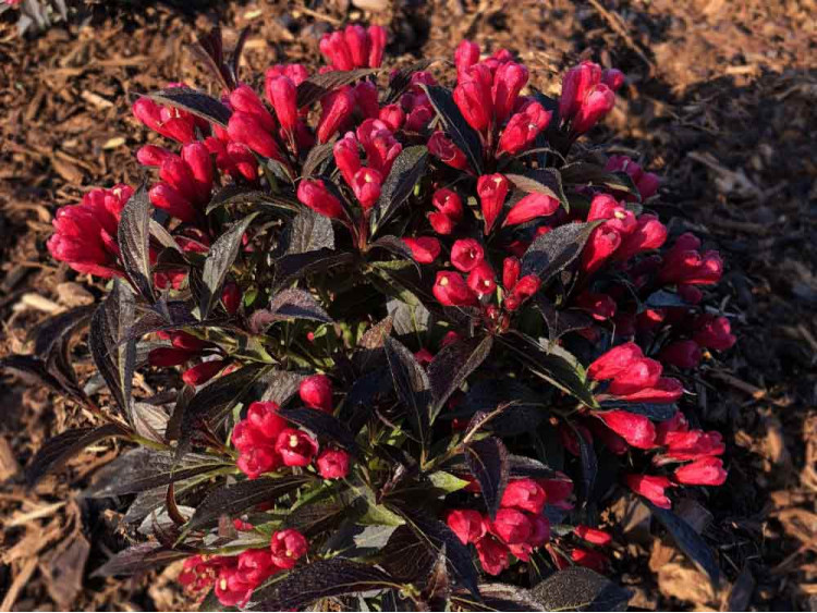 Krzewuszka Electric Love PBR