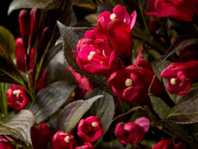 Krzewuszka Electric Love PBR