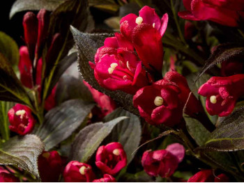 Krzewuszka Electric Love PBR