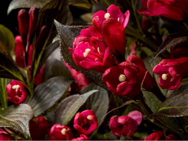 Krzewuszka Electric Love PBR