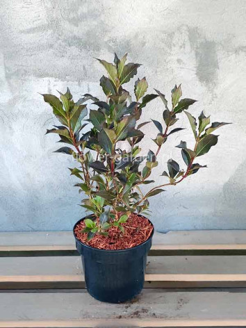 Krzewuszka cudowna Nana Purpurea