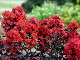 Lagerstremia indyjska Best Red (Bez południa)