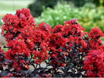 Lagerstremia indyjska Best Red (Bez południa)