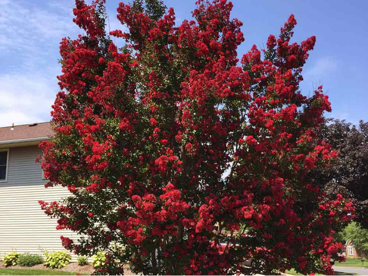 Lagerstremia indyjska Best Red (Bez południa)