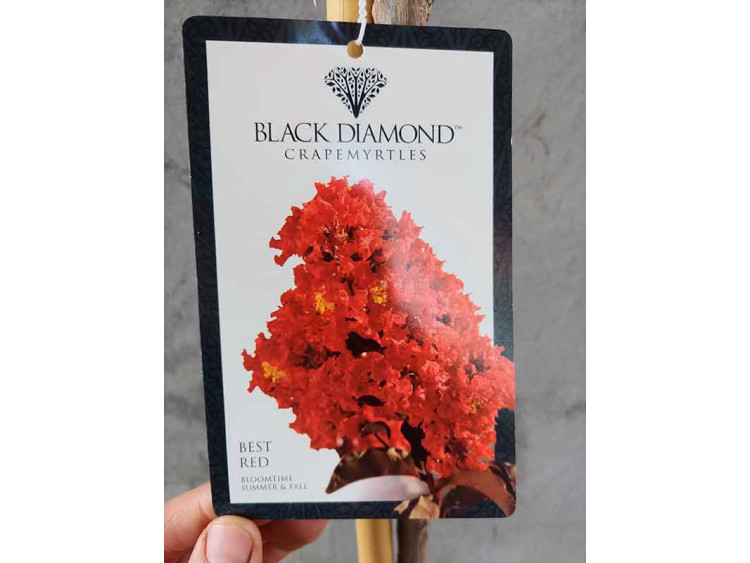 Lagerstremia indyjska Best Red (Bez południa)