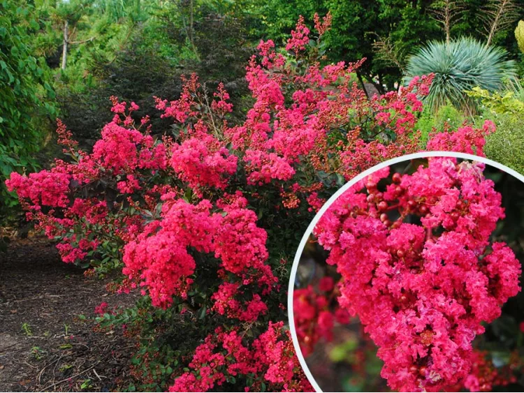 Lagerstremia indyjska Red Filli ® (Bez południa)