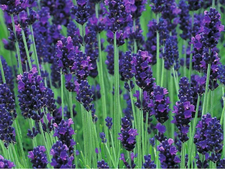 Lawenda wąskolistna Aromatico Blue
