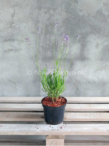 Lawenda wąskolistna Dwarf Blue