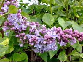 Lilak pospolity Aucubaefolia DWUBARWNY