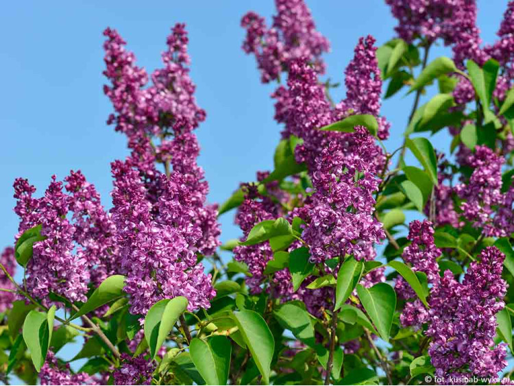 Lilak pospolity Charles Joly