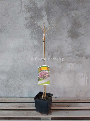 Lilak Meyera Palibin NA PNIU 80cm