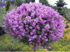 Lilak Meyera Palibin na pniu 80cm