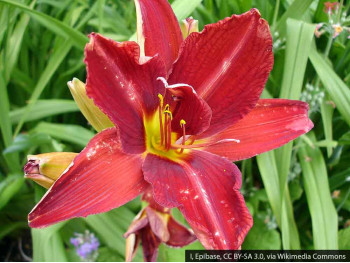 Liliowiec Anzac