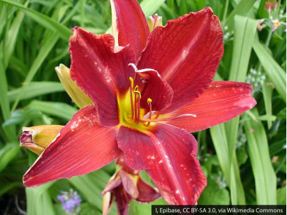 Liliowiec Anzac