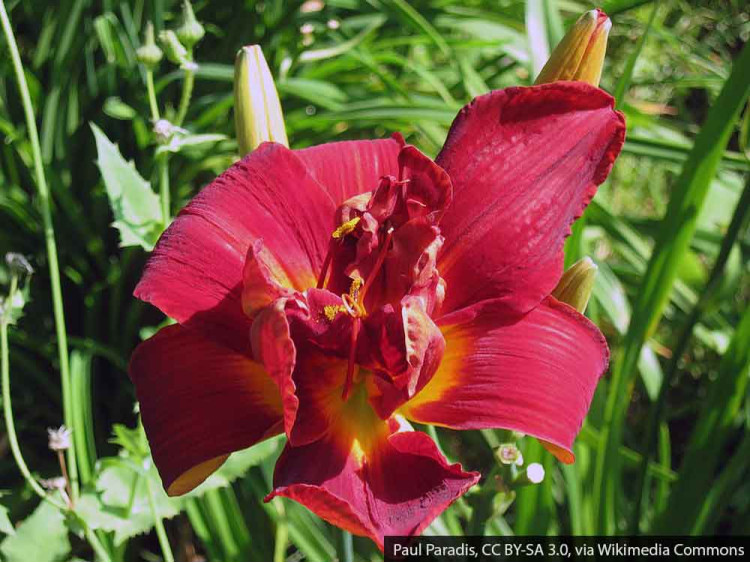 Liliowiec Anzac
