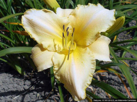 Liliowiec Arctic Snow