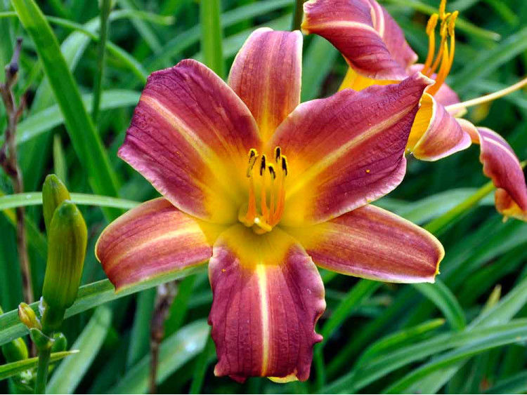 Liliowiec EveryDaylily Red Ribs