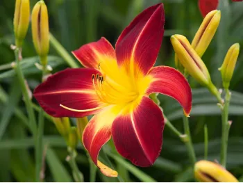 Liliowiec EveryDaylily Red Ribs