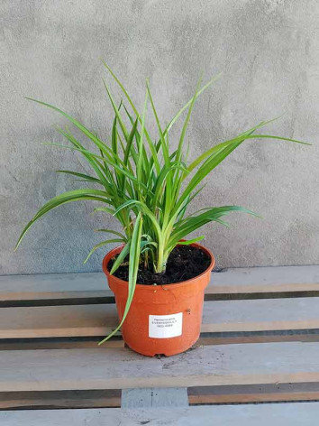 Liliowiec EveryDaylily Red Ribs