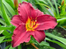 Liliowiec Ruby Stella