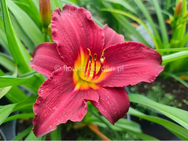 Liliowiec Ruby Stella