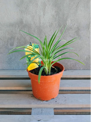 Liliowiec Stella d'oro