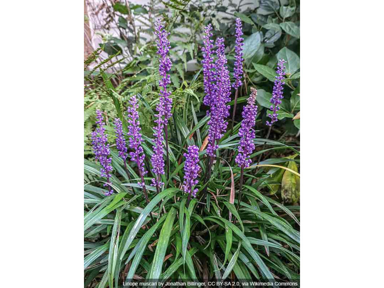 Liriope szafirkowata Big Blue