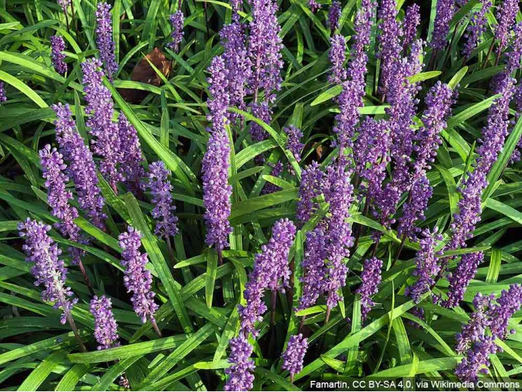 Liriope szafirkowata Big Blue