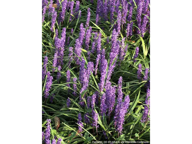 Liriope szafirkowata Big Blue