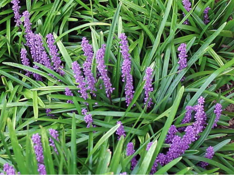 Liriope szafirkowata Big Blue