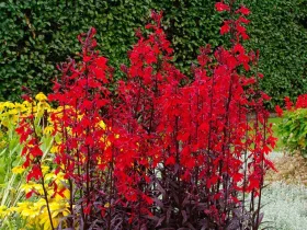 Lobelia lśniąca Queen Victoria