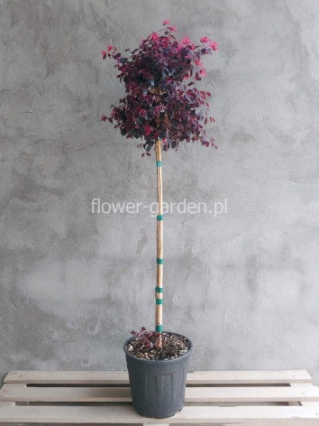 Loropetalum chińskie Black Pearl na pniu 130cm