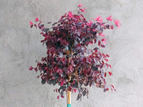 Loropetalum chińskie Black Pearl na pniu 130cm
