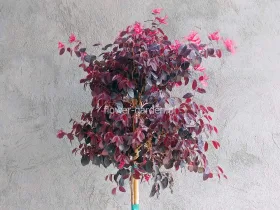 Loropetalum chińskie Black Pearl na pniu 130cm