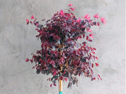 Loropetalum chińskie Black Pearl na pniu 130cm