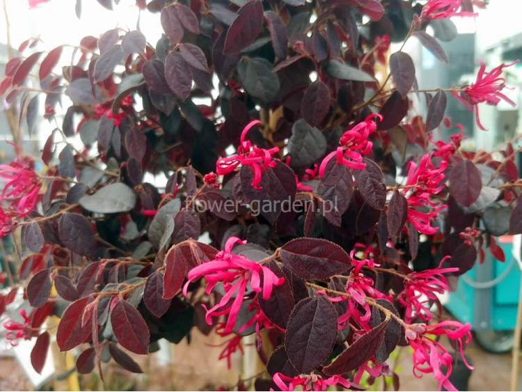 Loropetalum chińskie Black Pearl na pniu 130cm