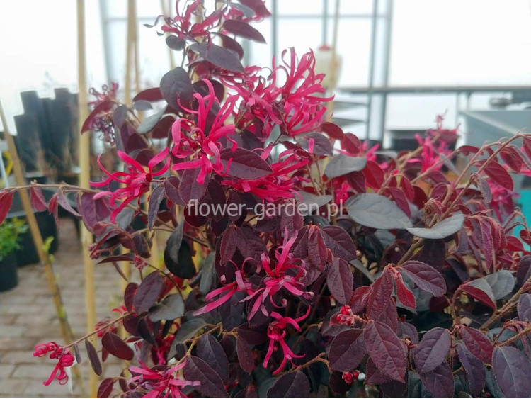 Loropetalum chińskie Black Pearl na pniu 130cm