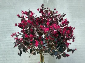 Loropetalum chińskie Black Pearl na pniu 100cm
