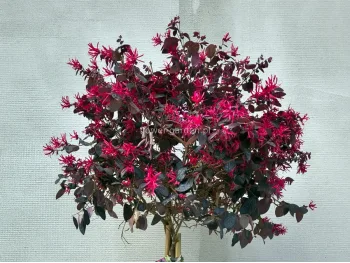 Loropetalum chińskie Black Pearl na pniu 100cm